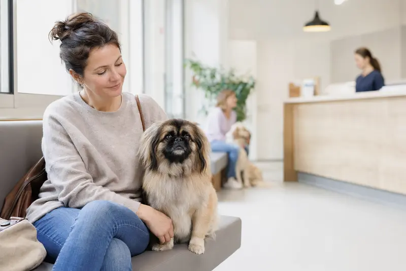 Ein Peking Palasthund sitzt ruhig neben seinem Besitzer im hellen Wartezimmer einer modernen Tierarztpraxis.